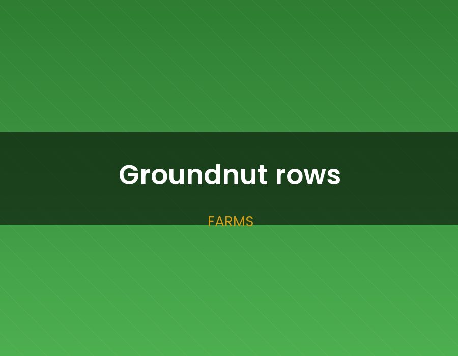 Groundnut rows