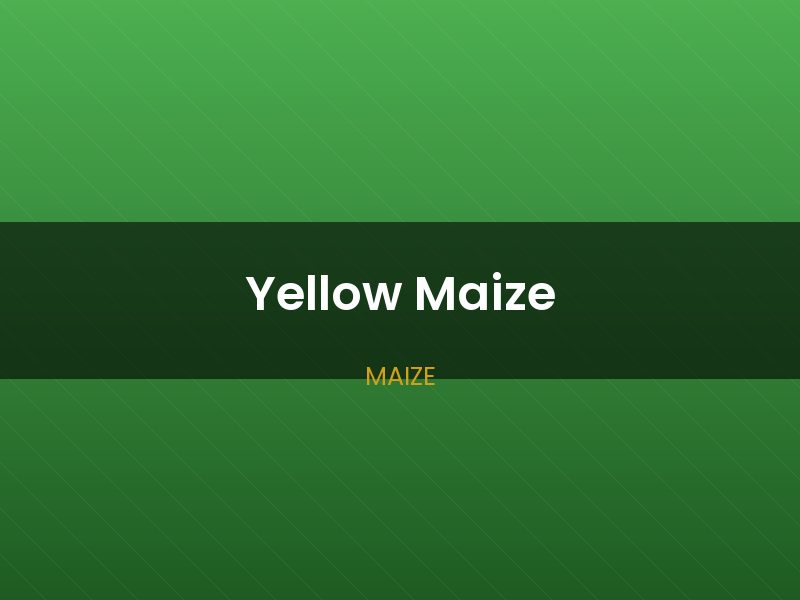 Yellow Maize